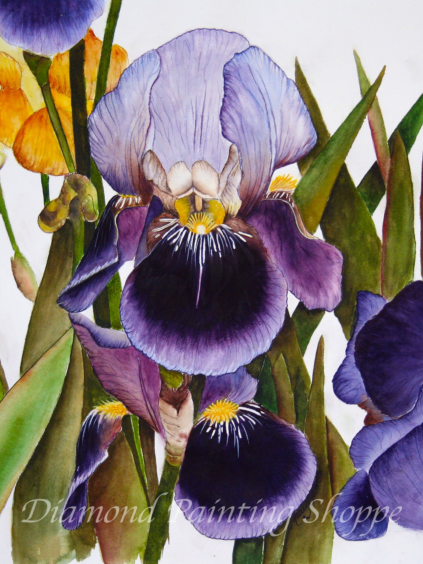 My Iris Garden (MTO)